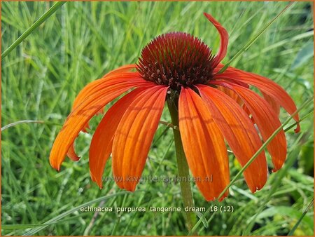 Echinacea purpurea &#39;Tangerine Dream&#39;