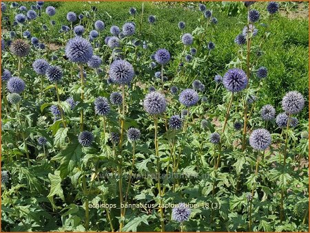 Echinops bannaticus &#39;Taplow Blue&#39;