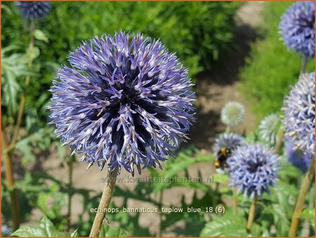 Echinops bannaticus &#39;Taplow Blue&#39;