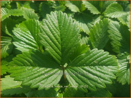 Fragaria vesca var. vesca