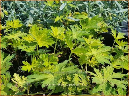 Geranium 'Blue Sunrise'