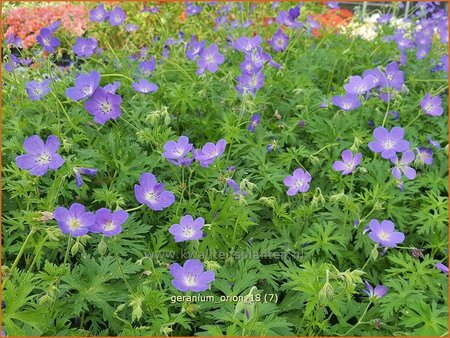 Geranium &#39;Orion&#39;