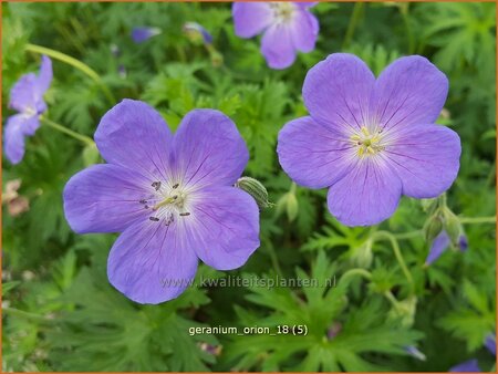 Geranium &#39;Orion&#39;