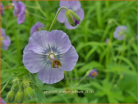 Geranium phaeum &#39;Walkure&#39;