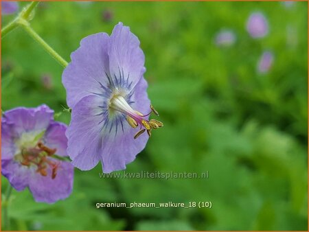 Geranium phaeum &#39;Walkure&#39;