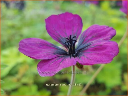 Geranium &#39;Sandrine&#39;