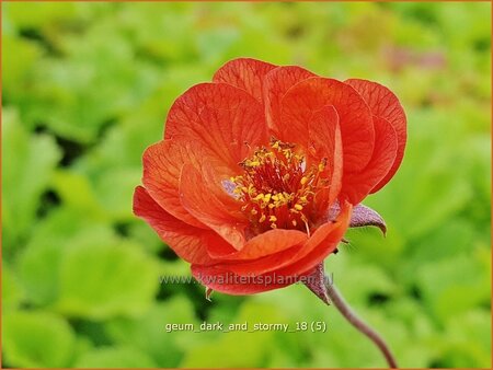 Geum &#39;Dark and Stormy&#39;