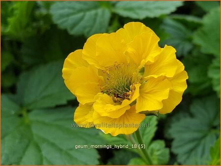 Geum &#39;Mornings Hybrid&#39;