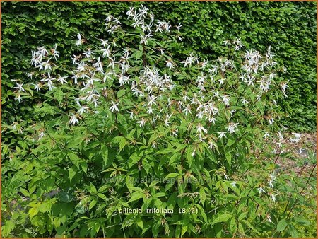 Gillenia trifoliata