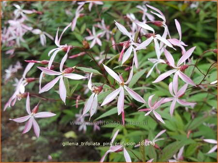 Gillenia trifoliata &#39;Pink Profusion&#39;