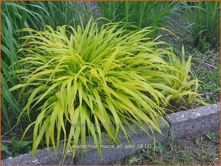 Hakonechloa macra &#39;All Gold&#39;