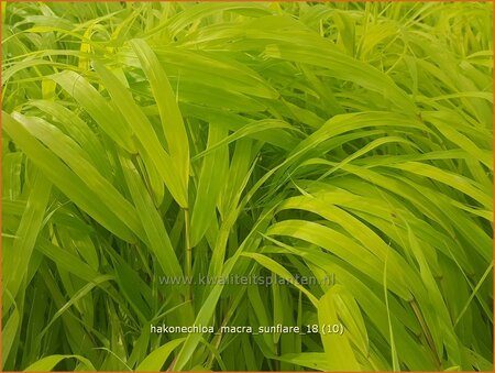 Hakonechloa macra &#39;Sunflare&#39;