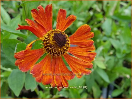 Helenium &#39;Kupfersprudel&#39;