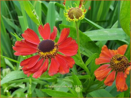 Helenium &#39;Meranti&#39;