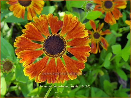 Helenium &#39;Moerheim Beauty&#39;