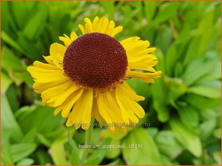 Helenium &#39;Pipsqueak&#39;