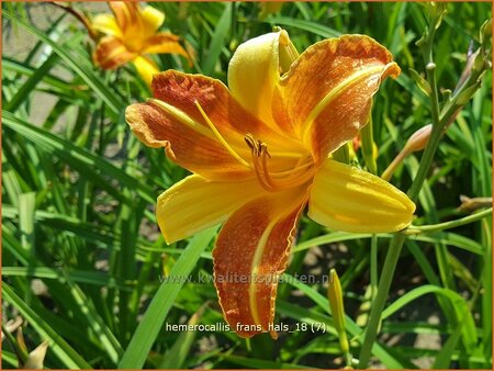 Hemerocallis &#39;Frans Hals&#39;