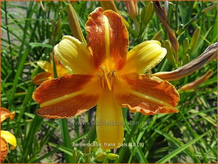 Hemerocallis &#39;Frans Hals&#39;