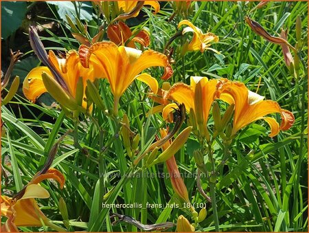 Hemerocallis &#39;Frans Hals&#39;