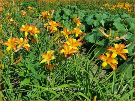 Hemerocallis &#39;Frans Hals&#39;