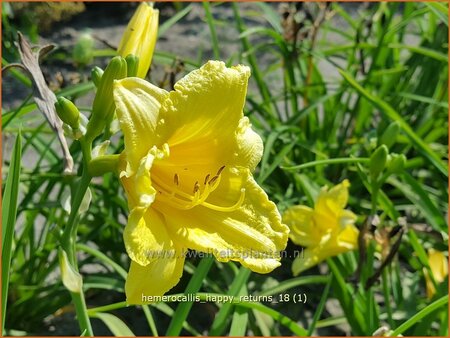 Hemerocallis &#39;Happy Returns&#39;