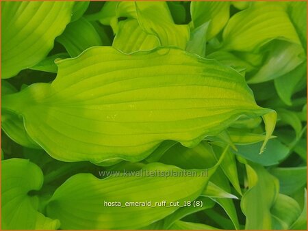 Hosta &#39;Emerald Ruff Cut&#39;