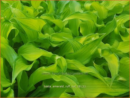 Hosta &#39;Emerald Ruff Cut&#39;