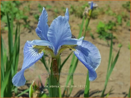 Iris sibirica 'Perry's Blue'