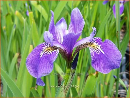 Iris versicolor