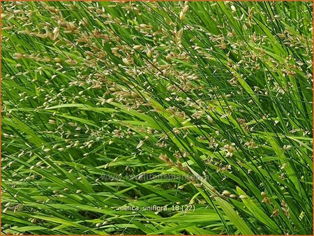 Melica uniflora