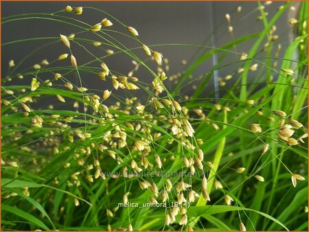 Melica uniflora