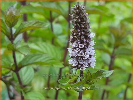 Mentha piperita &#39;Chocolate&#39;