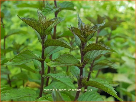 Mentha piperita &#39;Chocolate&#39;