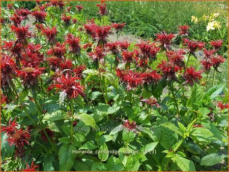 Monarda &#39;Cambridge Scarlet&#39;