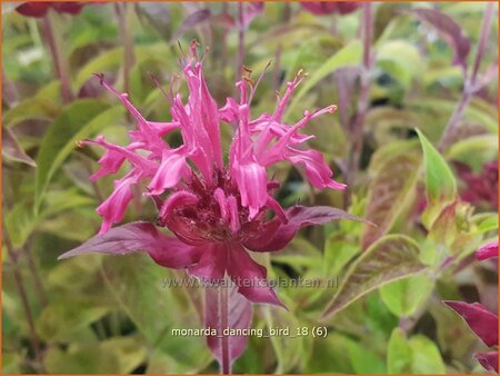 Monarda &#39;Dancing Bird&#39;