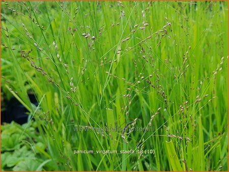 Panicum virgatum &#39;Stäfa&#39;