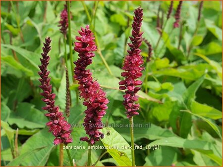 Persicaria amplexicaulis &#39;Dark Red&#39;