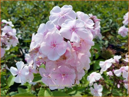 Phlox &#39;Monica Lynden-Bell&#39;