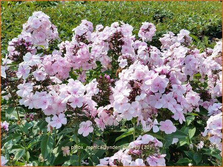 Phlox &#39;Monica Lynden-Bell&#39;