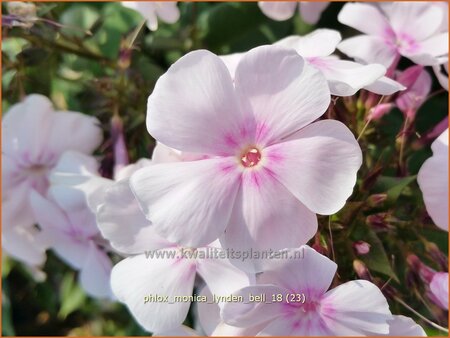 Phlox &#39;Monica Lynden-Bell&#39;