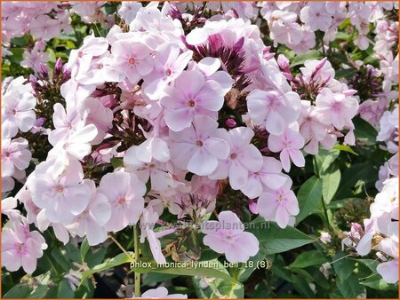 Phlox &#39;Monica Lynden-Bell&#39;