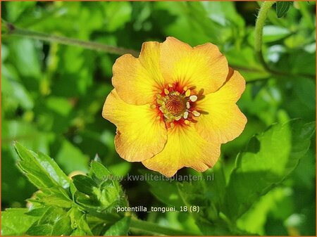 Potentilla tonguei