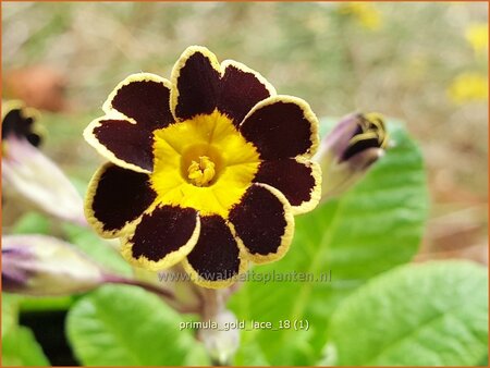 Primula &#39;Gold Lace&#39;