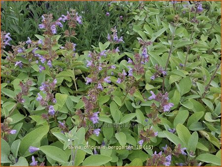 Salvia officinalis &#39;Berggarten&#39;