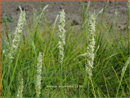 Sesleria autumnalis