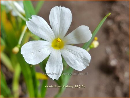 Sisyrinchium &#39;Iceberg&#39;