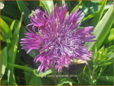 Stokesia laevis &#39;Colorwheel&#39;