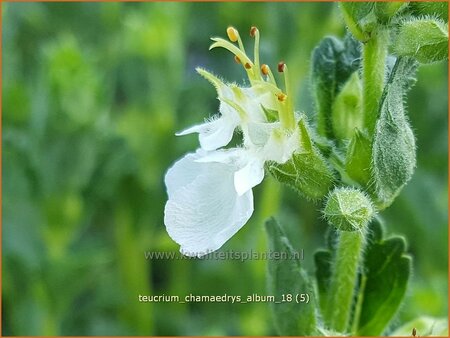 Teucrium chamaedrys &#39;Album&#39;