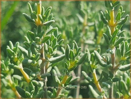 Thymus vulgaris &#39;Fredo&#39;