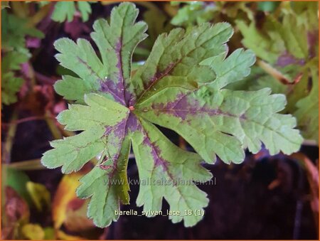 Tiarella &#39;Sylvan Lace&#39;